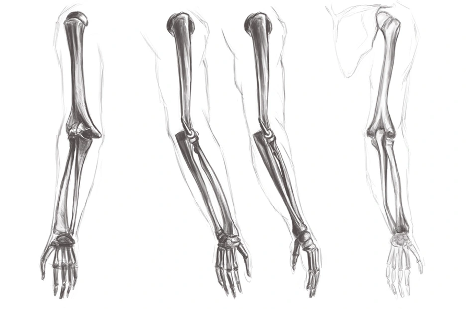 Скелет руки рисунок. Кисть скелета сбоку. Скелет руки человека. Кость руки. Скелет руки анатомия.