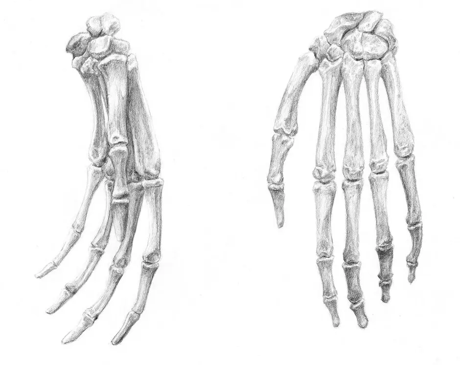 Скелет руки человека рисунок
