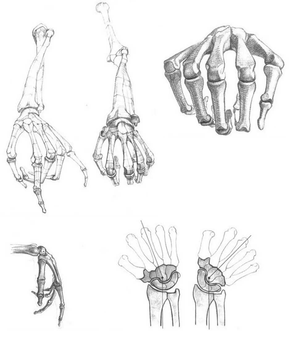 Кости руки человека анатомия рисунок