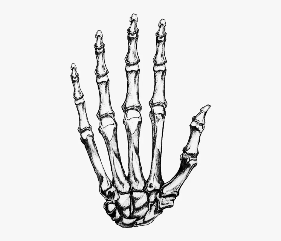 Hand bone. Кости кисти анатомия. Кисть скелета сбоку. Кисть руки скелет. Рука скелета эскиз.