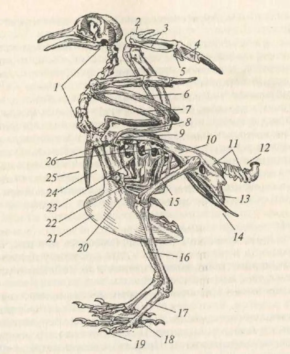 Рассмотрите рисунок напишите названия костей скелета птицы обозначенных цифрами