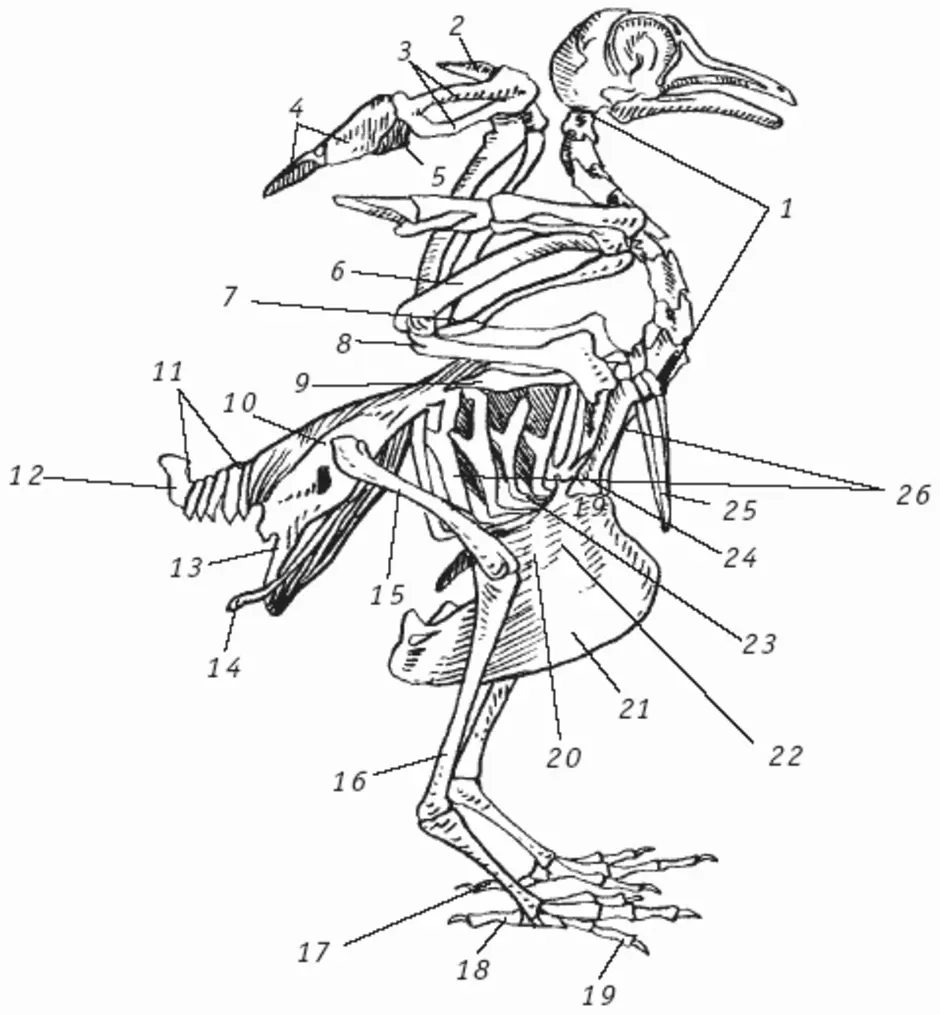 Скелет птицы биология 7 класс рисунок