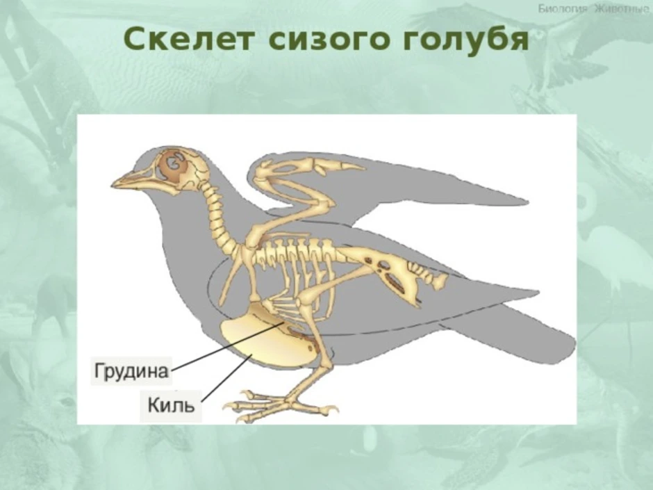 Скелет сизого голубя биология 7. Скелет сизого голубя. Скелетное строение голубя. Строение скелета голубя