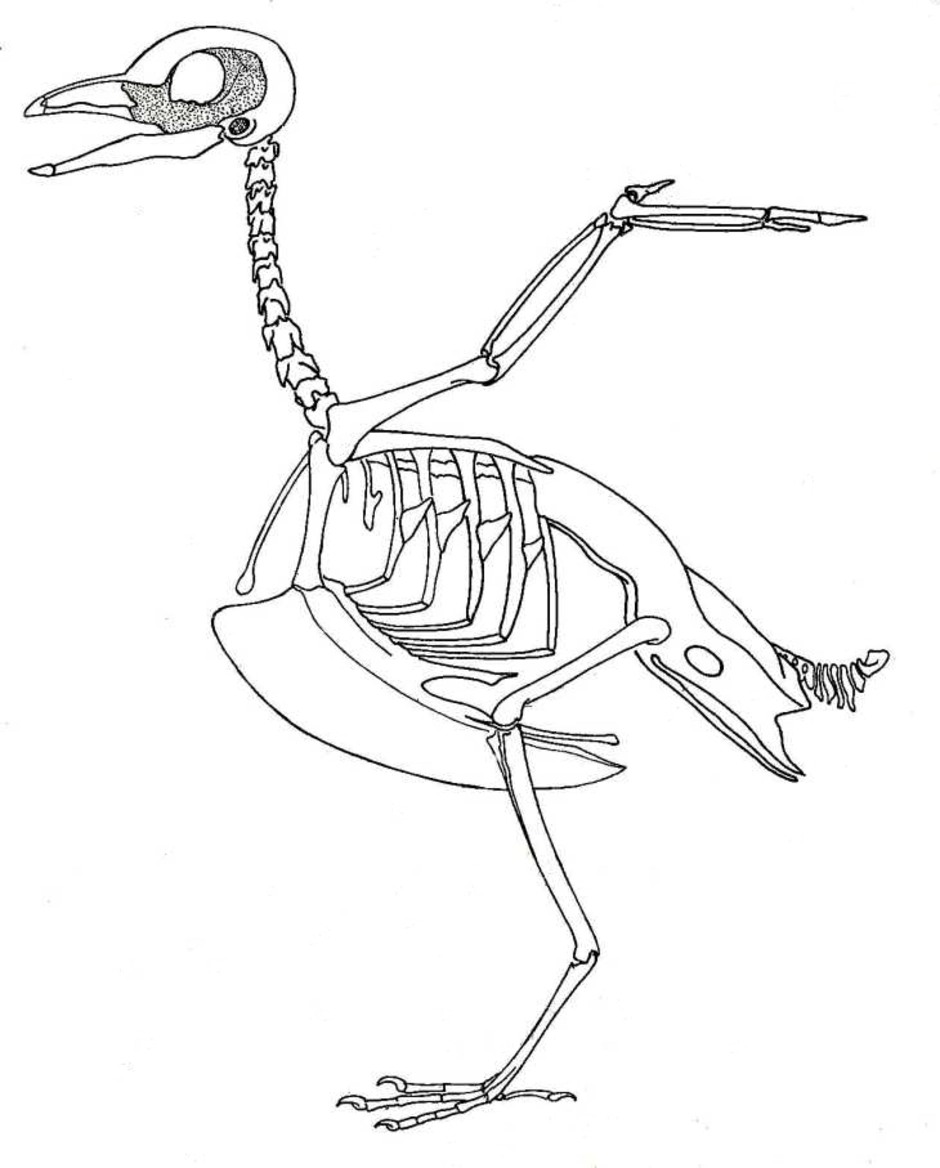 Скелет птиц приспособлен у птиц кости. Скелет птицы киль и цевка. Строение скелета сизого голубя. Скелет птицы спереди. Скелет птицы биология 7.