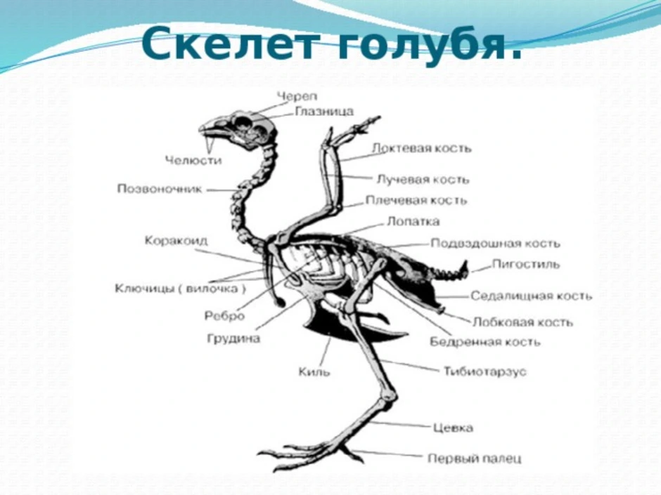 Рисунок скелета голубя