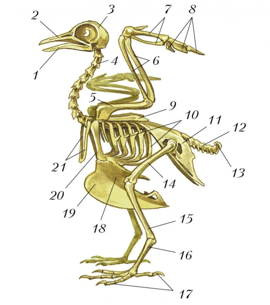 В позвоночнике птиц тест. Отделы скелета сизого голубя. Строение скелета сизого голубя. Скелет птицы биология 8 класс. Скелет птицы биология 7 класс.