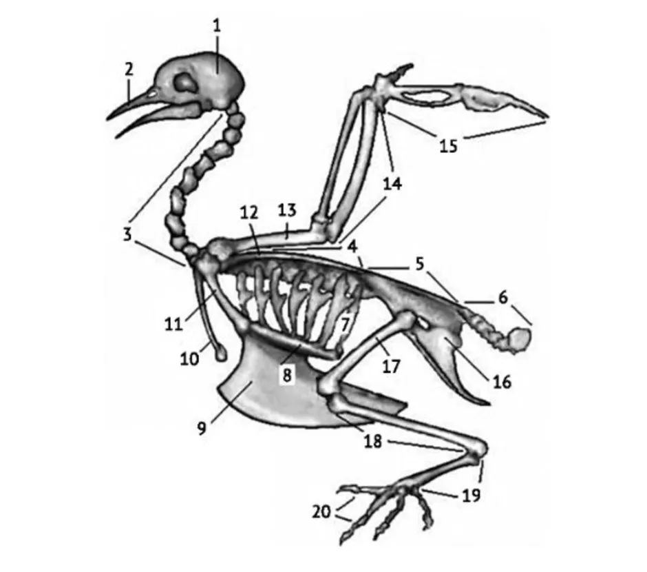 Скелет птицы биология 7 класс рисунок