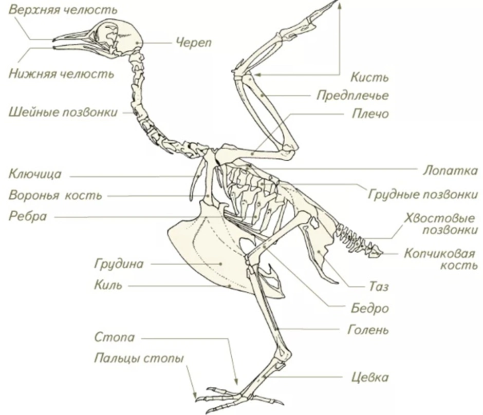 Изучение особенностей строения скелета птиц. Скелет птицы биология 8 класс. Скелетное строение голубя. Строение скелета сизого голубя. Строение скелета гуся.