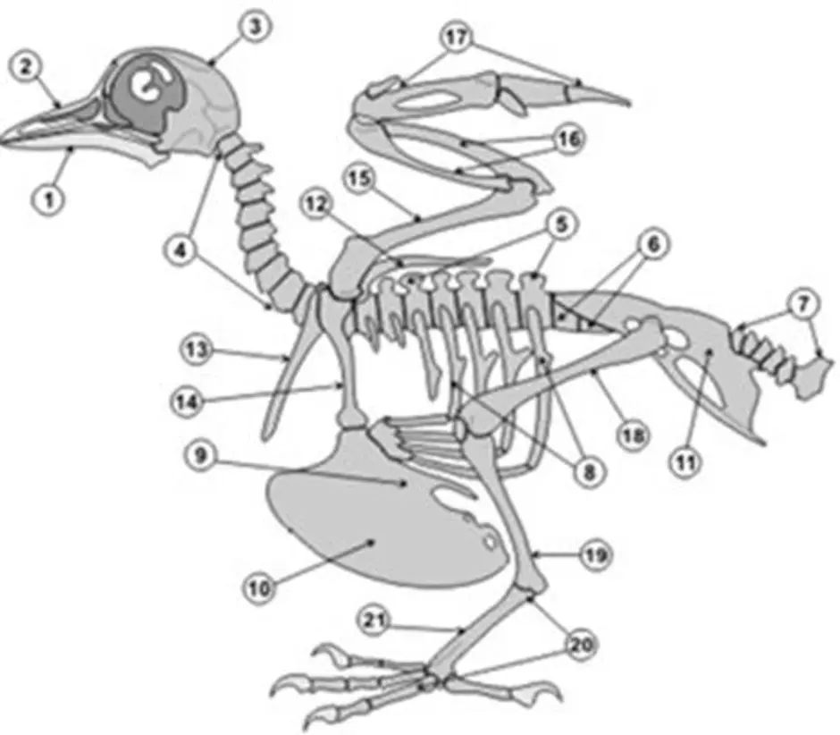 Скелет птицы легко. Строение скелета сизого голубя. Скелет голубя биология 7 класс. Скелет сизого голубя биология 7 класс. Скелет птицы биология 7 класс.