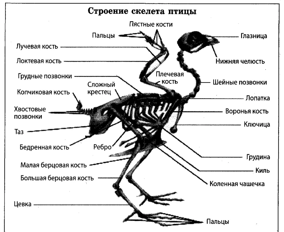 Скелет птицы биология 7 класс рисунок