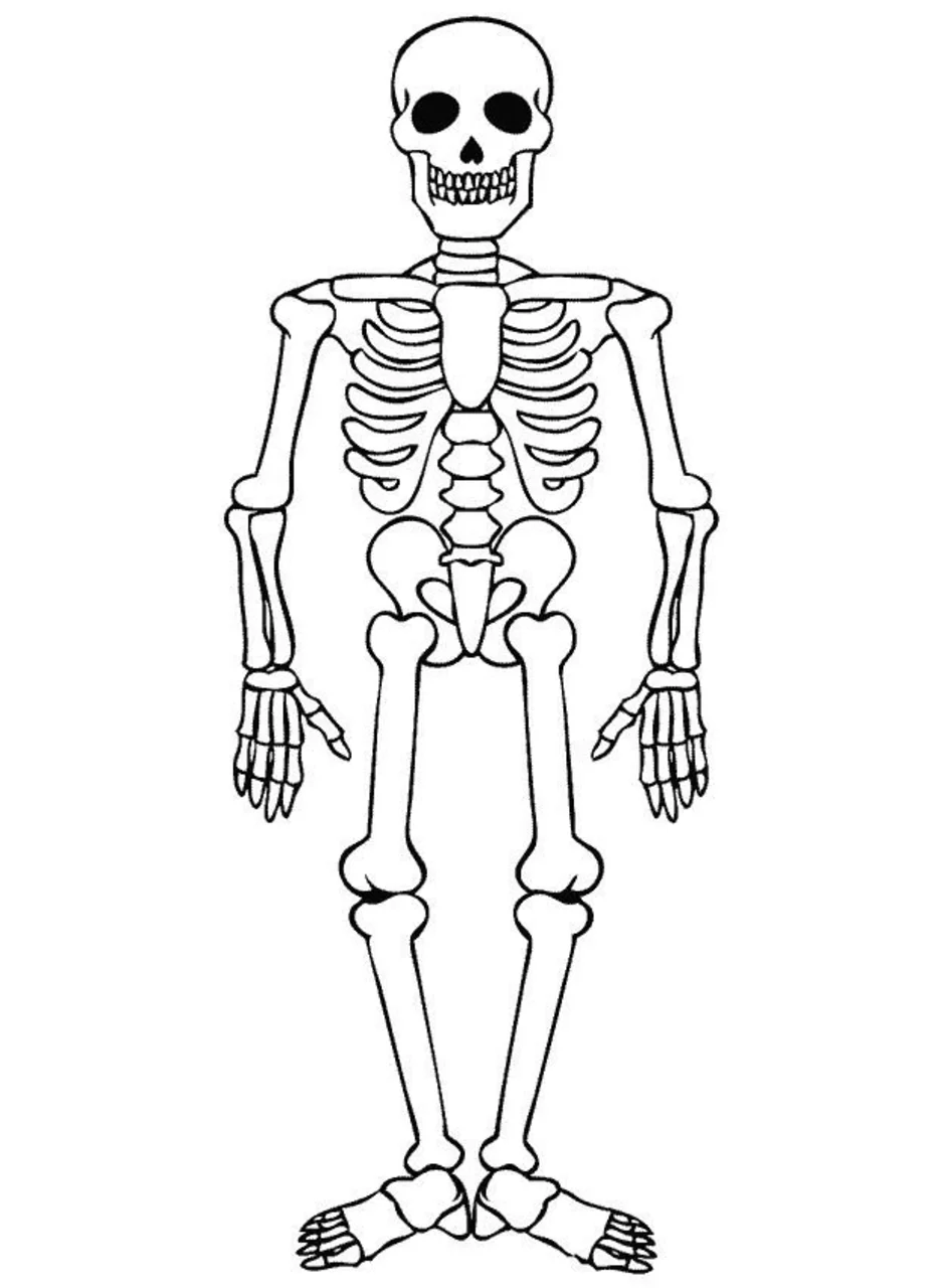 Скелет человека рисунок