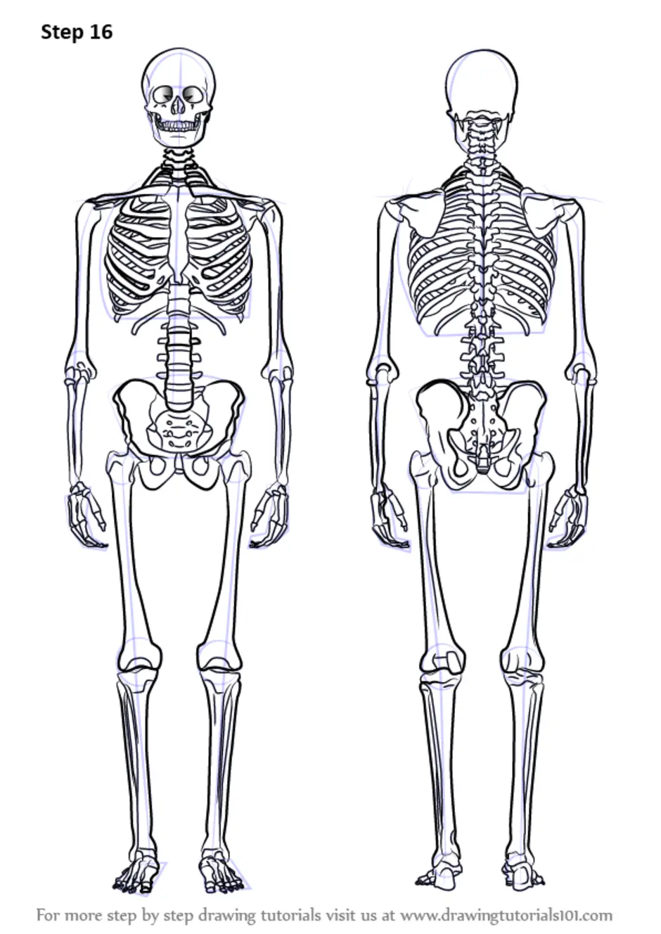 Скелет в полный рост рисунок