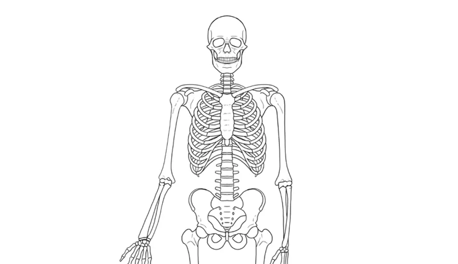 Скелет человека рисунок для детей 2 класса