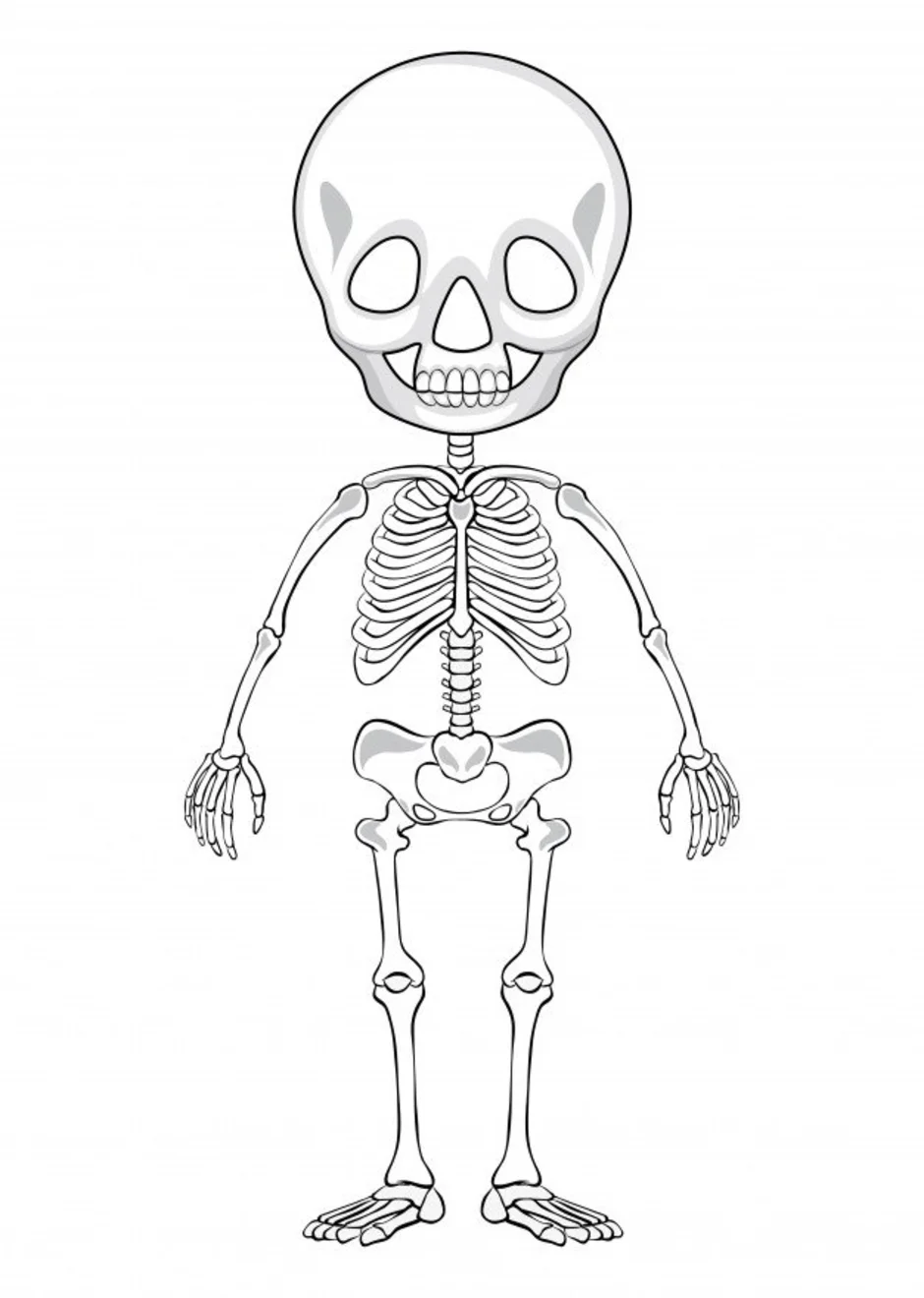 Рисунок скелета для детей