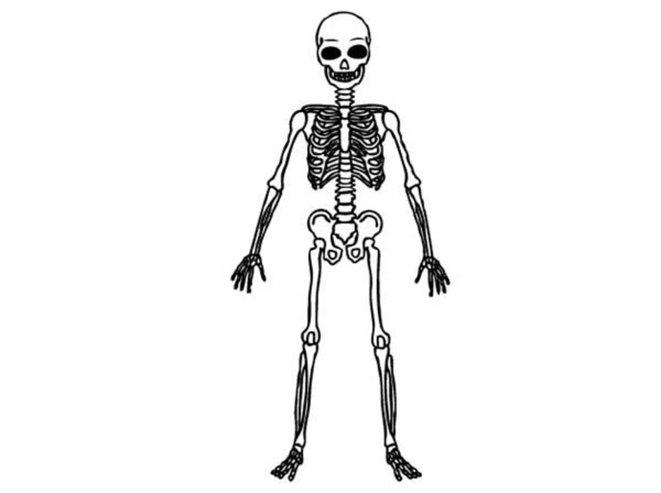 Скелет человека рисунок для детей 2 класса
