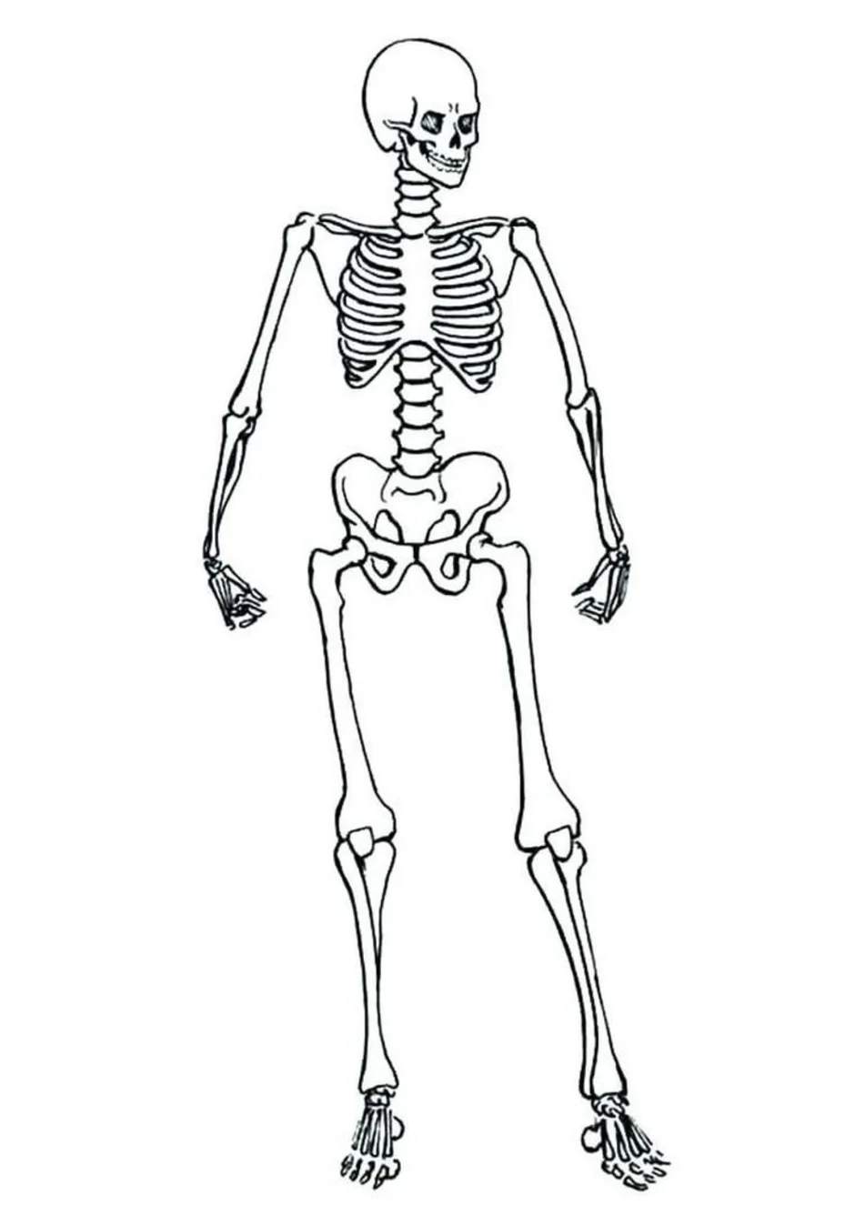 Рисунок скелета для детей