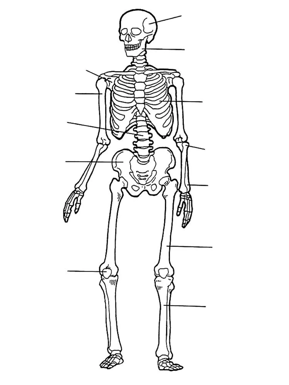 Скелет по анатомии рисунок