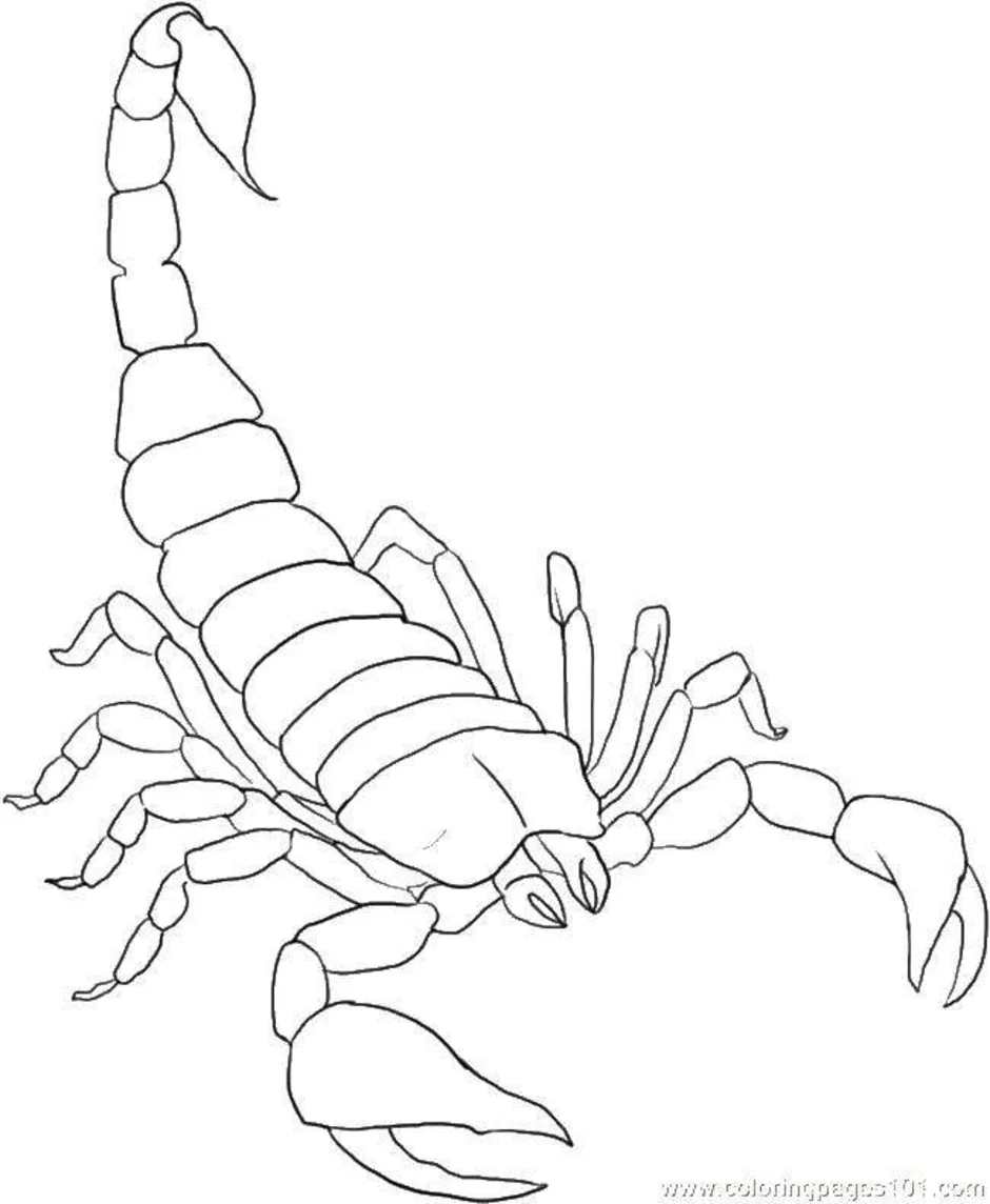Как нарисовать скорпиона легко