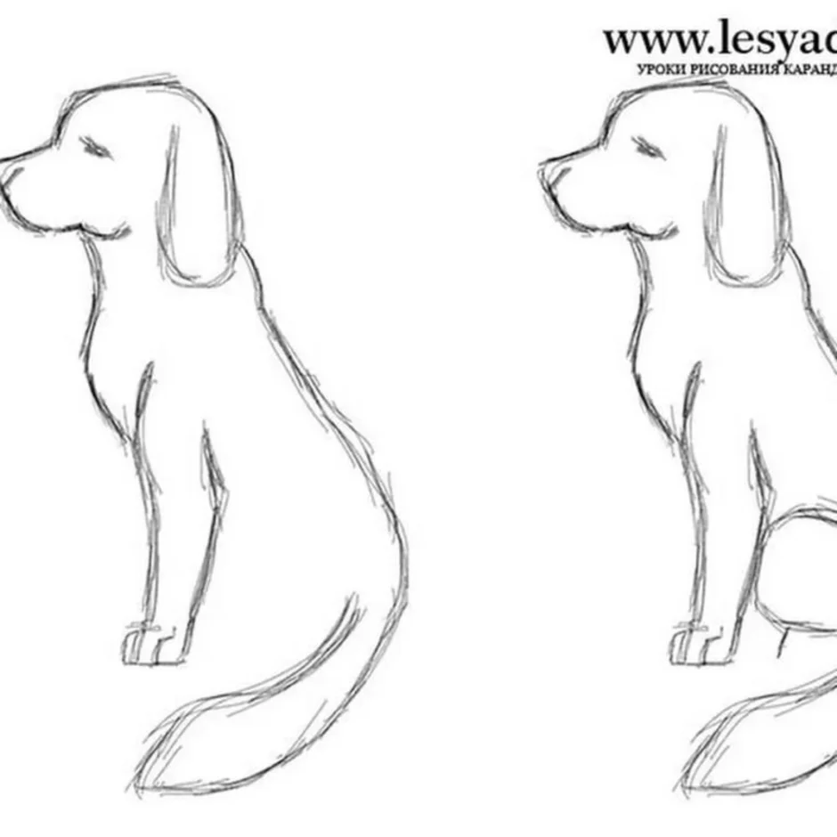 Как Нарисовать Сидящую Собаку (49 Фото)