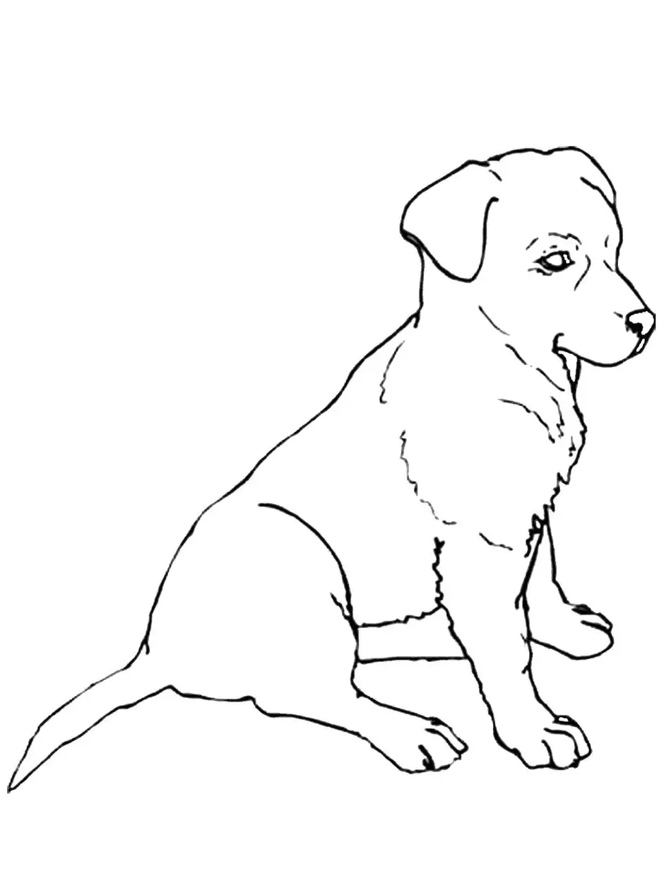 Как Нарисовать Сидящую Собаку (49 Фото)