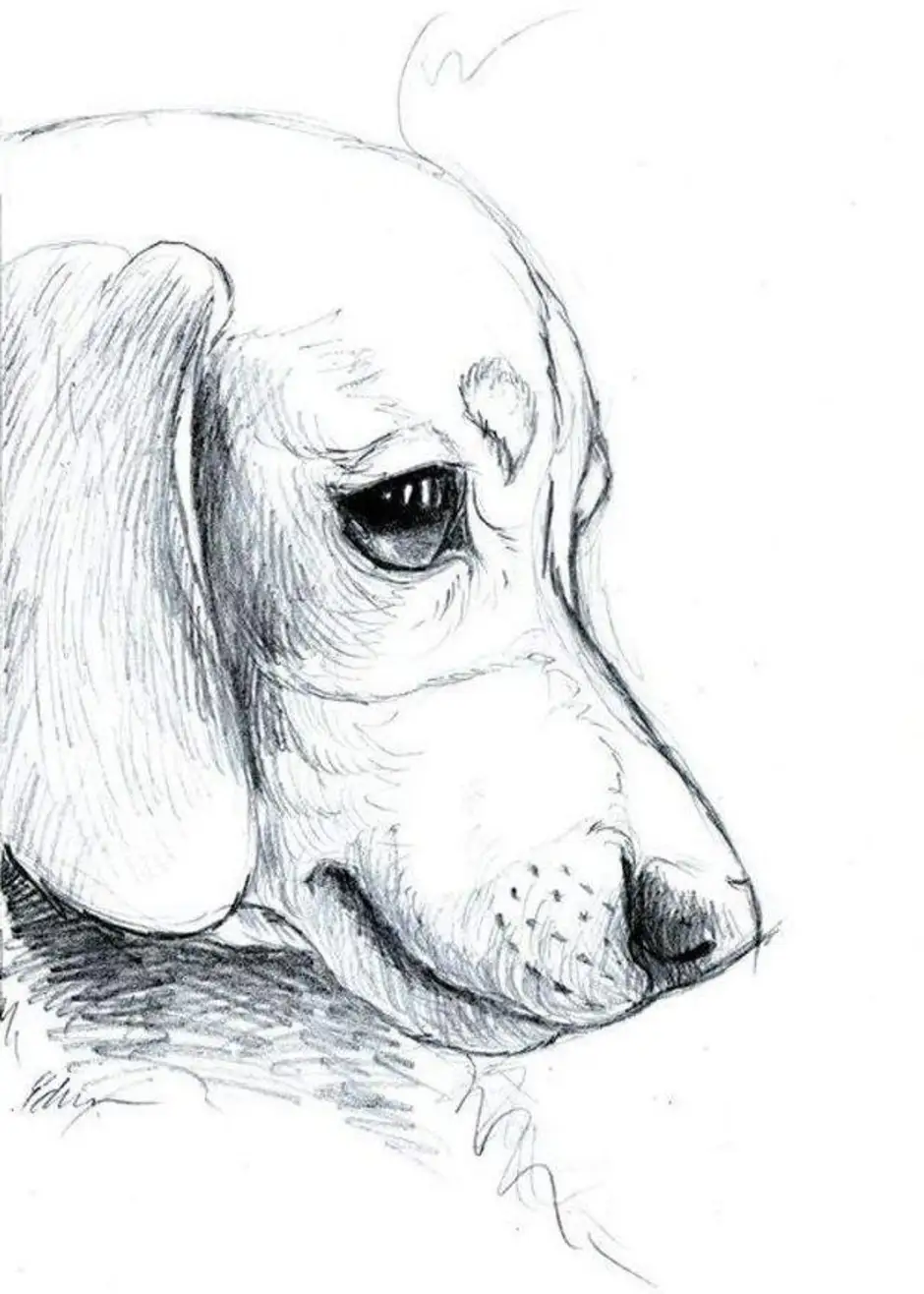 нарисованные собаки картинки простые
