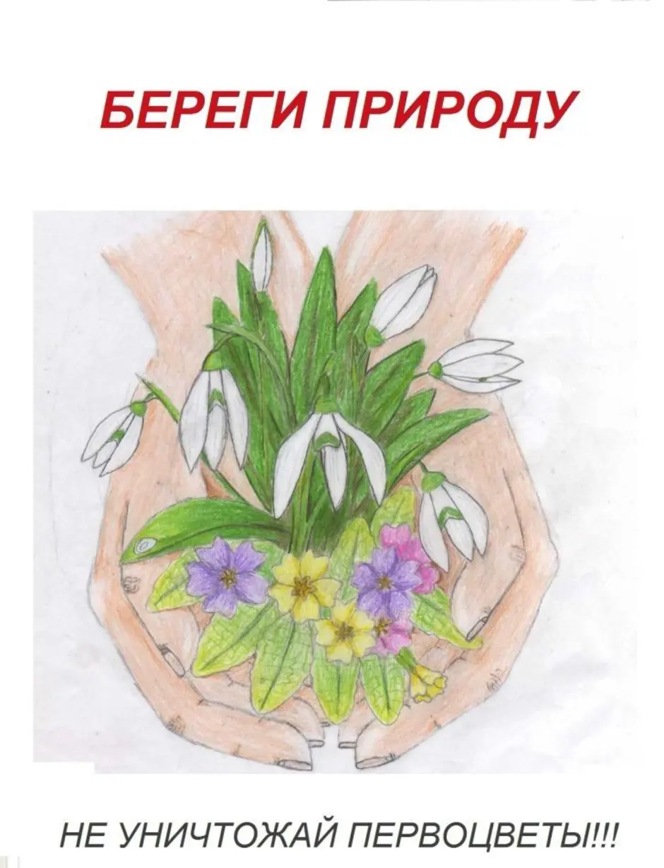 Рисунок на тему берегите первоцветы