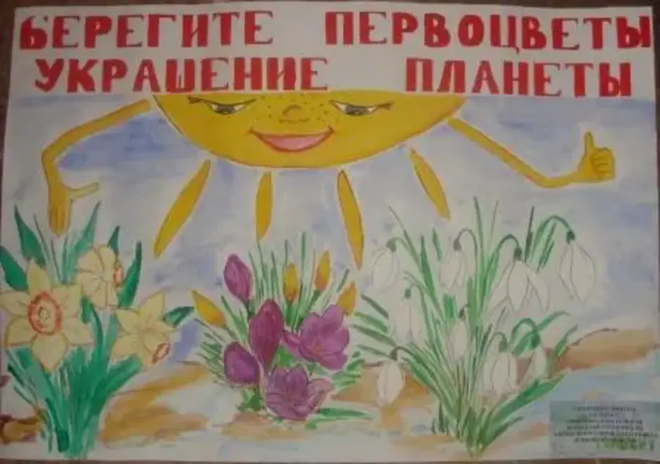 Плакат первоцветы. Весенний плакат. Плакат на тему растения. Плакат на тему цветы. Рисунок на тему защита первоцветов.