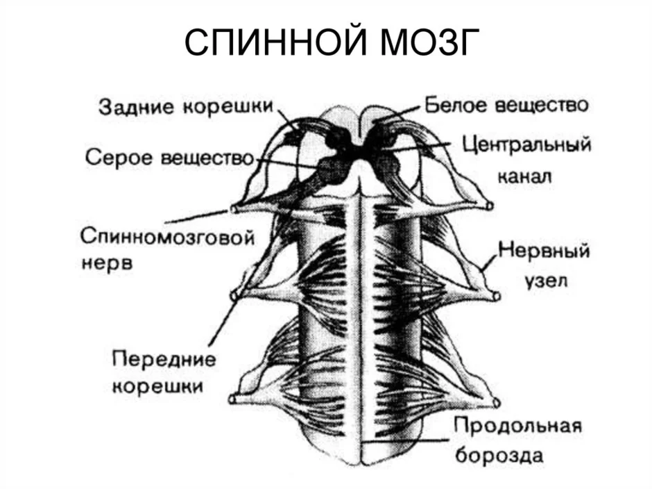 Выберите три верно обозначенные подписи к рисунку строение сегмента спинного мозга