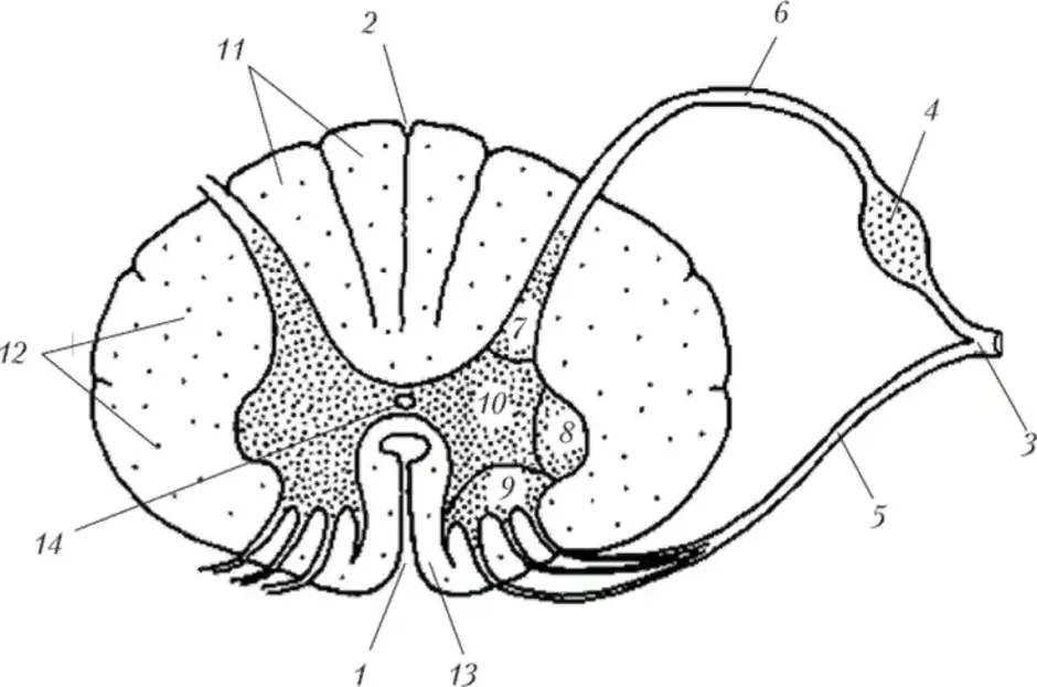 Рисунок спинного мозга с обозначениями