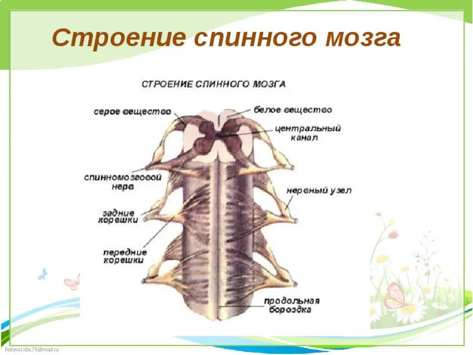 Спинной мозг анатомия. Строение спинного мозга строение. Строение спинного мозга вид сбоку. Строение спинного мозга вид сбоку 8 класс. Структуры спинного мозга анатомия.