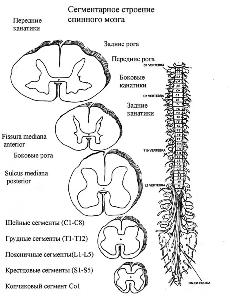 Строение сегмента спинного мозга рисунок с обозначениями