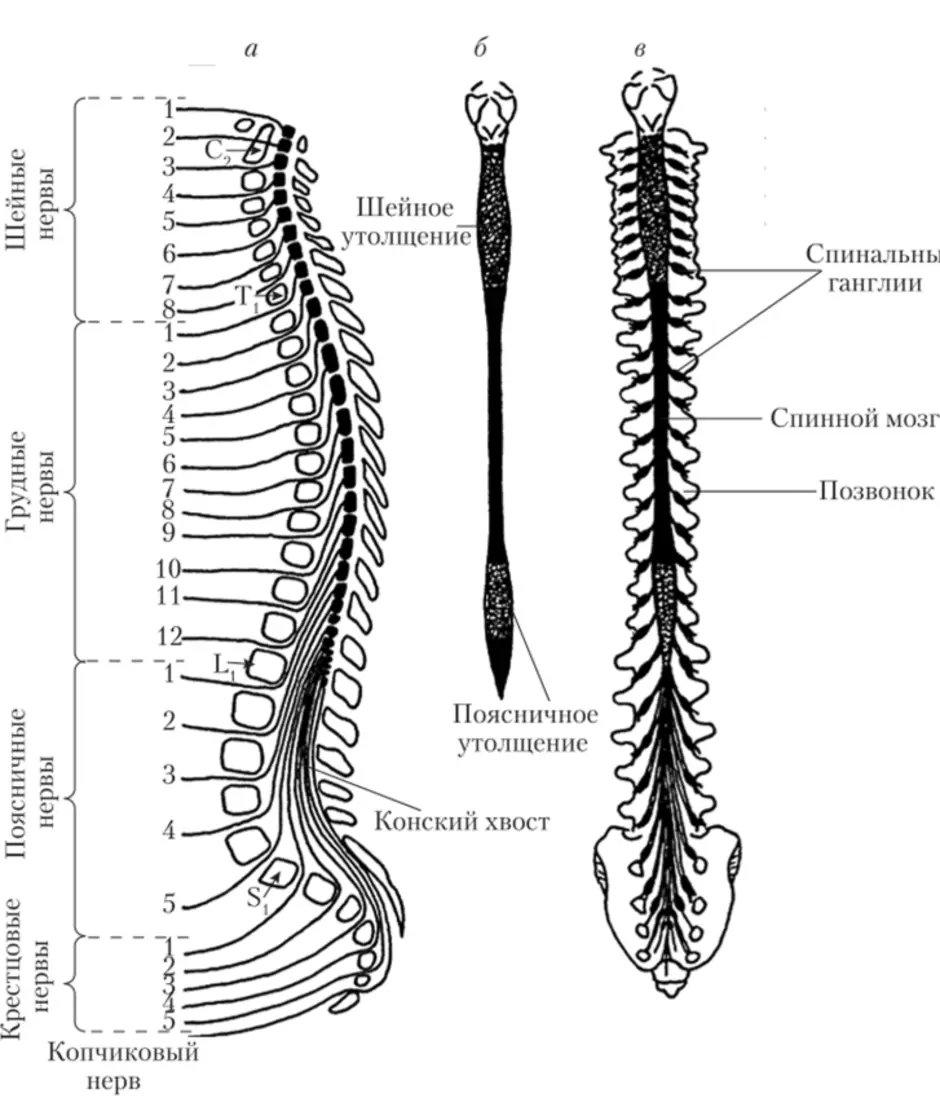Спинной мозг рисунок схема