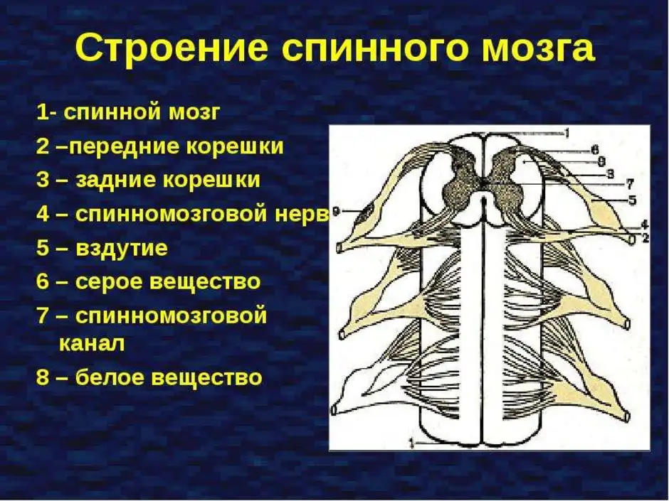 Биология 8 строение нервной системы спинной мозг