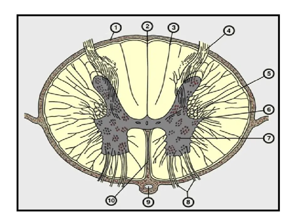Brain 48. Поперечный разрез спинного мозга. Спинной мозг в разрезе. Строение спинного мозга на поперечном разрезе. Поперечный разрез спинного мозга рисунок.