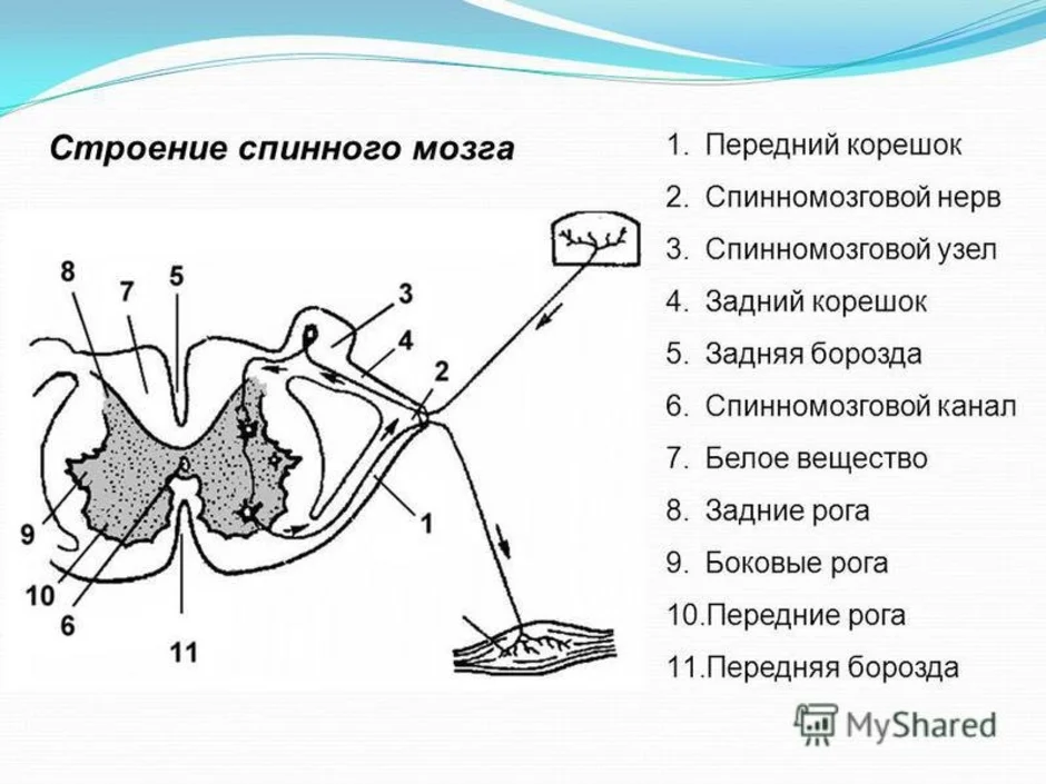 Обозначь какими цифрами на рисунке обозначены следующие составные части дуги рефлекса спинной мозг