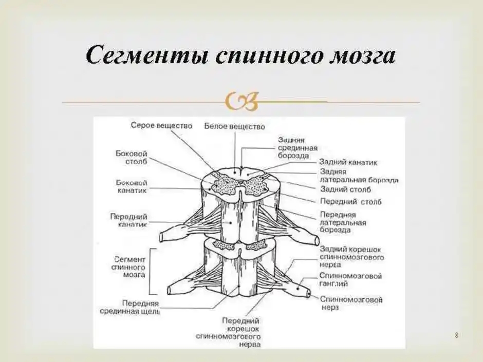 Спинной мозг выходит из. Схема сегмента спинного мозга поперечный разрез. Строение спинного мозга вид спереди. Строение сегмента спинного мозга анатомия человека. Спинной мозг анатомиясигменты.