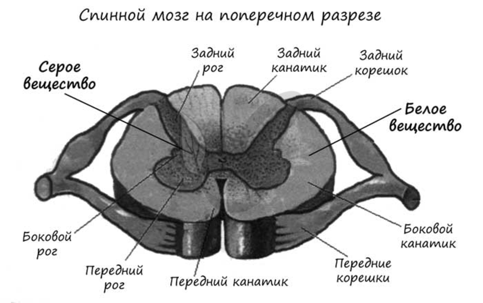 Картинка спинного мозга с обозначениями