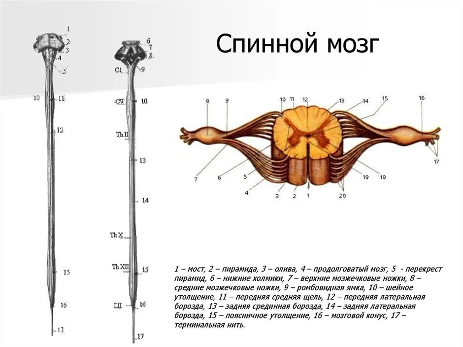 Нарисовать спинной мозг