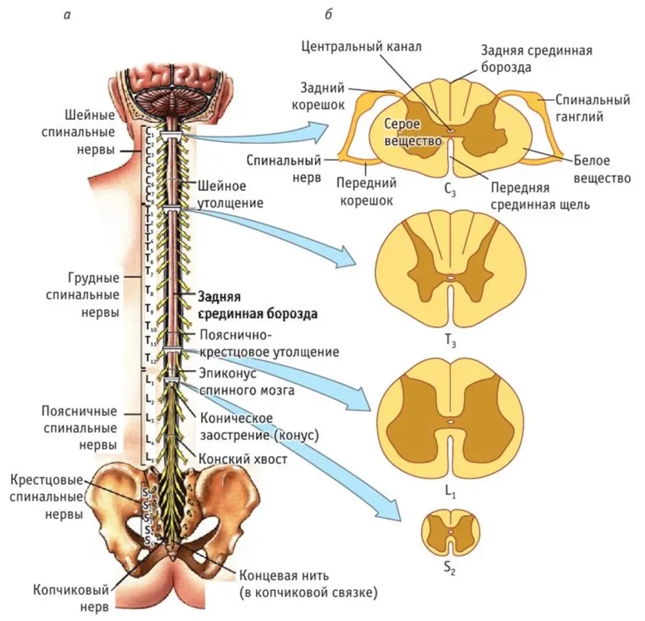 Тело и отростки расположены в спинном мозге. Схема внутреннего строения спинного мозга анатомия. Внешнее строение спинного мозга человека анатомия. Схема внешнего строения спинного мозга. Внутреннее строение спинного мозга анатомия кратко.