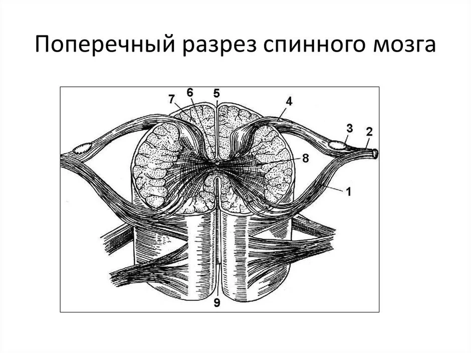 Спинной мозг поперечный разрез рисунок с подписями