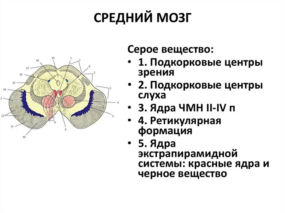 Поперечный срез среднего мозга схема