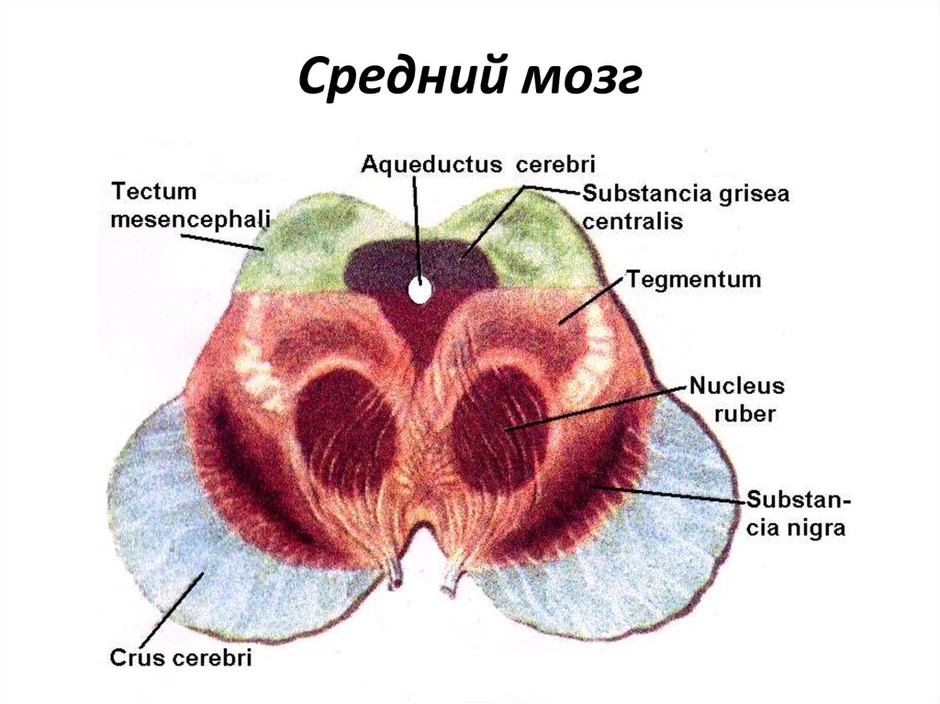 Средний мозг на картинке