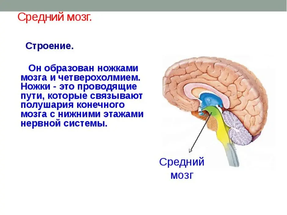 Средний мозг человека