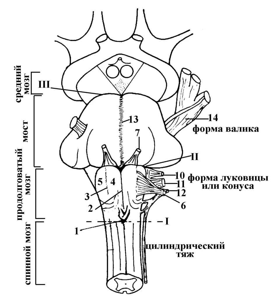 Ромбовидная ямка анатомия рисунок