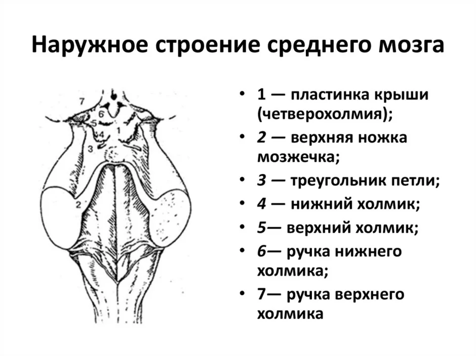 Средний стр. Средний мозг наружное строение. Пластинка четверохолмия анатомия. Ручки холмиков среднего мозга. Пластинка крыши среднего мозга.