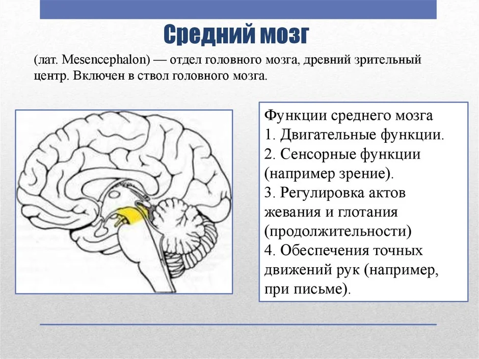 Средний мозг картинка