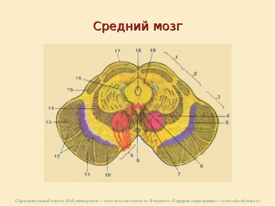 Строение среднего мозга в головном мозге