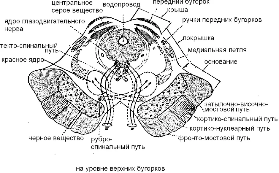 Средний мозг картинка