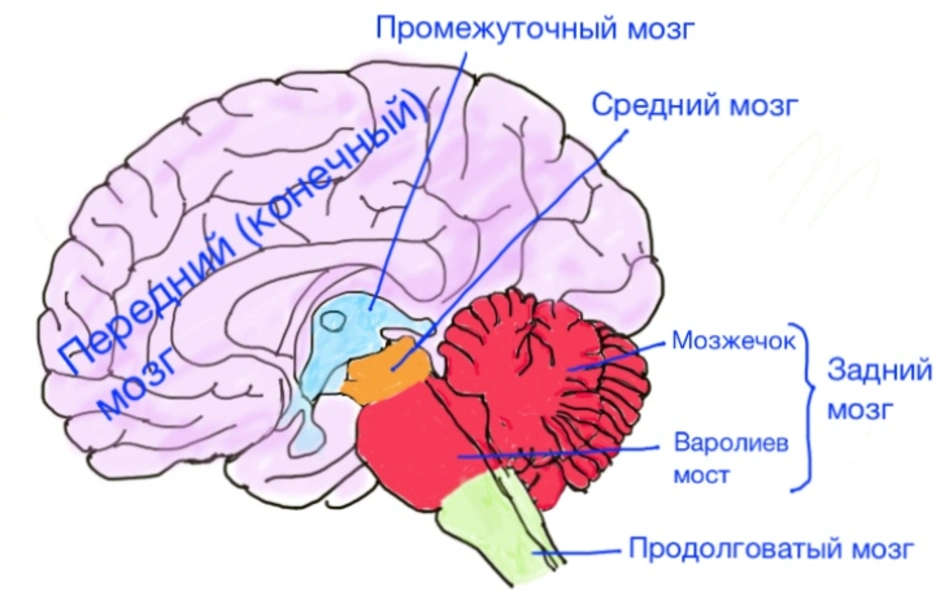 Задний мозг презентация анатомия