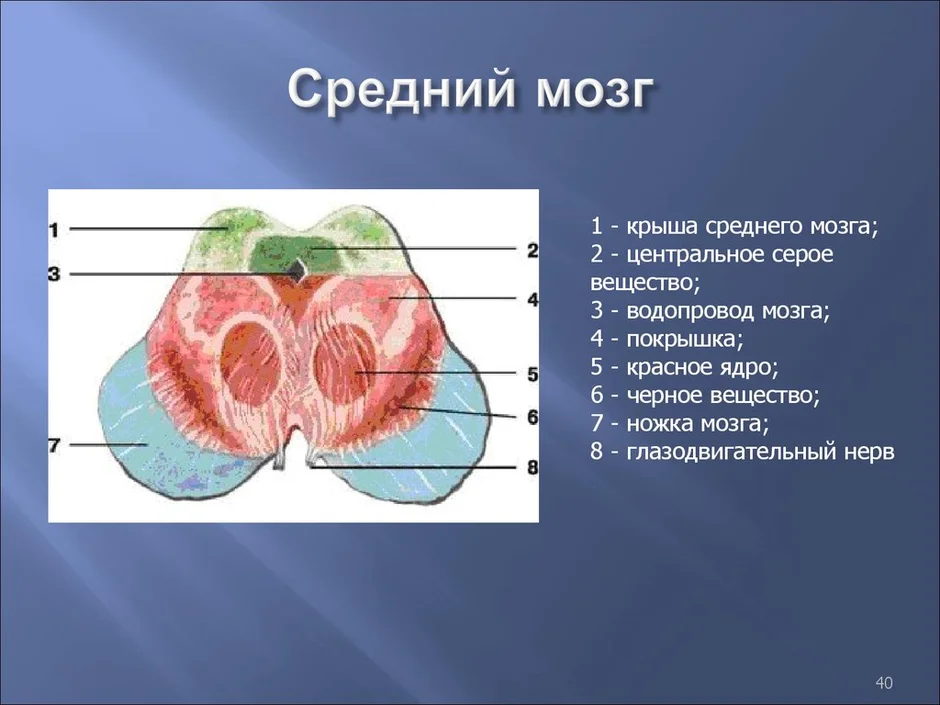 Средний мозг картинка